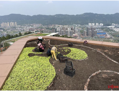 杭州城市道路两边的绿化归谁管