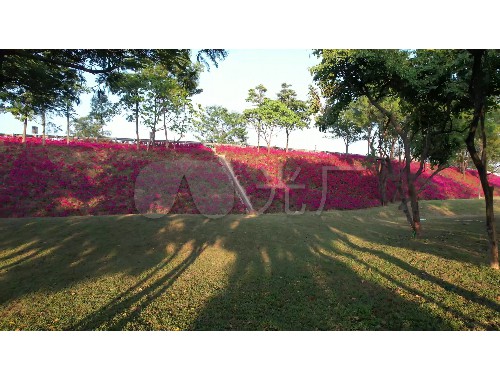 唐山城市绿化种植面积排行