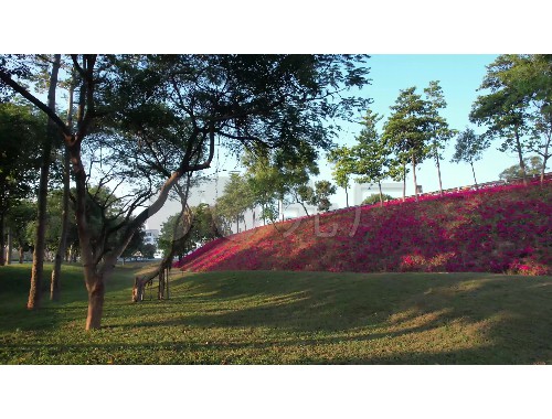 宝山绿化花卉苗木批发市场