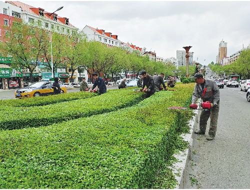 岳阳城市绿化佛甲草销售